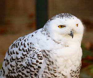 Close-up portrait of owl