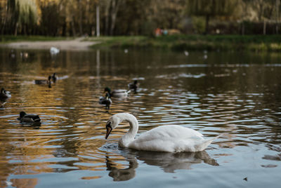 Swans swimming in lake