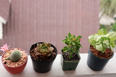 Potted plants on table