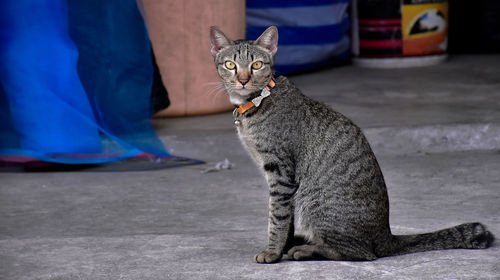 Close-up of cat