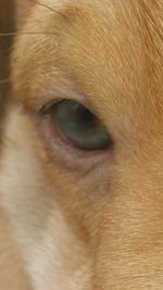 Close-up of dog