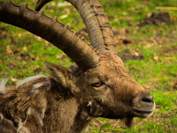 Close-up of alpine ibex