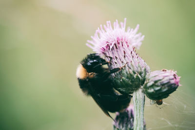 Close-up of bee pollinating on flower