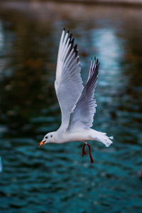 Seagull flying over lake