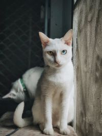 Close-up portrait of cat sitting on floor