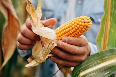 Close-up of hand holding corn