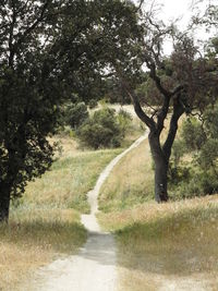 Dirt road amidst trees on field