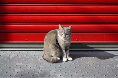 Portrait of cat sitting on footpath