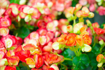 Close-up of red flowering plants