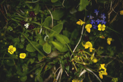 Close-up of yellow flowers