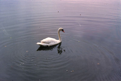 Swan swimming in lake