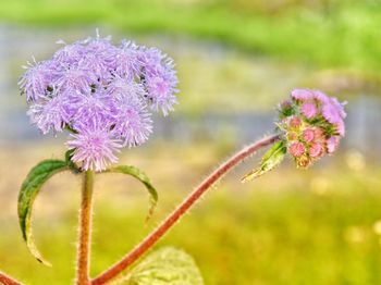 Close-up of pink flowering plant