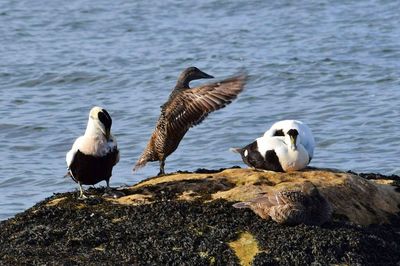 Ducks on rock by lake