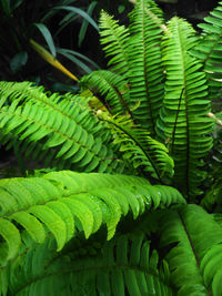 Close-up of fern leaves