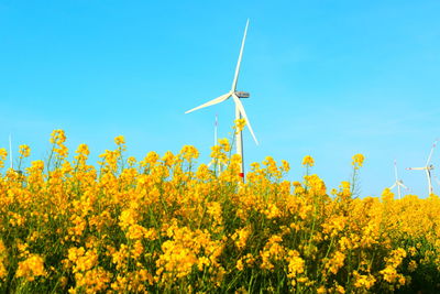 Scenic view of oilseed rape field against clear sky with a windmill in background