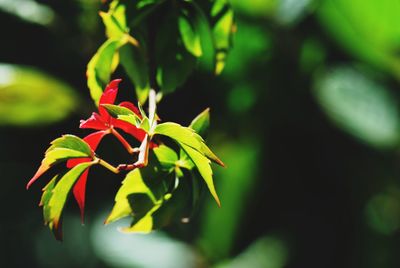 Close-up of flower against blurred background