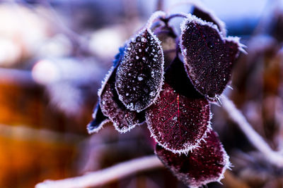 Frost on the leaves of a tree on a winters morning