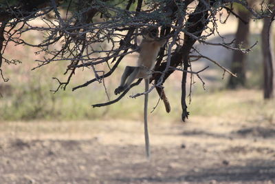 Close-up of branch