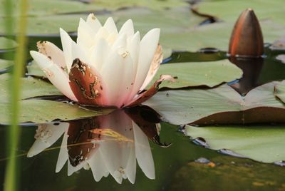 Close-up of lotus water lily in lake