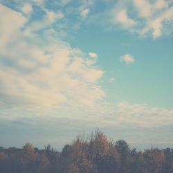 Low angle view of trees against sky