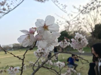 Close-up of cherry blossom