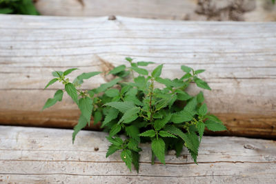 Close-up of fresh green leaves on table