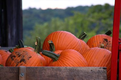 Close-up of pumpkins on wood