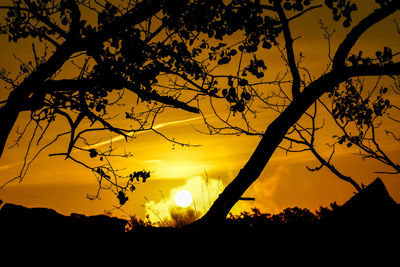 Silhouette of trees at sunset