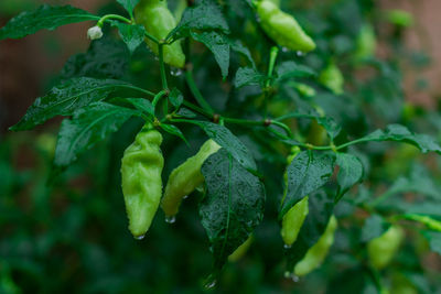 Close-up of fresh green leaves