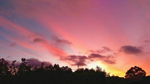 Low angle view of trees at sunset