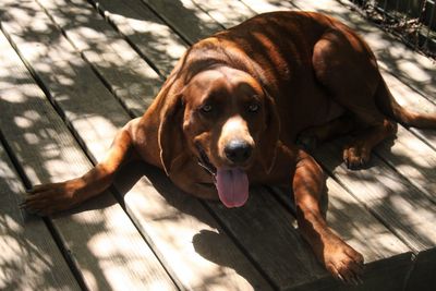 High angle view of dog on wood