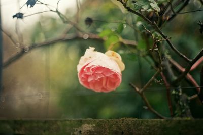 Close-up of rose plant