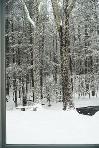 Trees on snow covered field