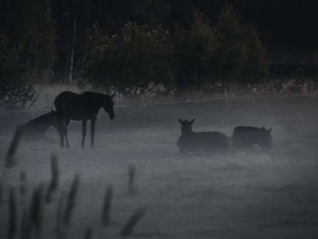 Two horses in a forest