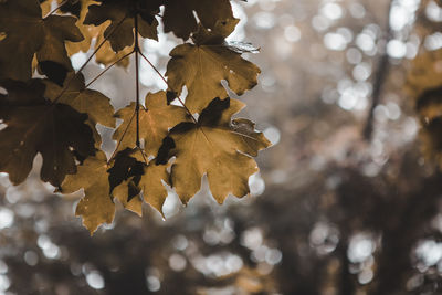 Close-up of dry maple leaves on tree