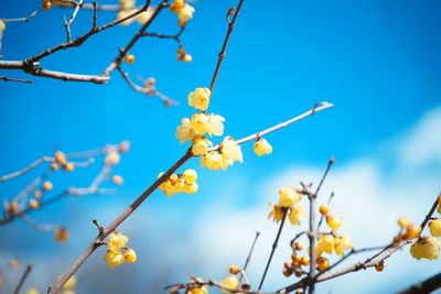 Low angle view of flowers on branch