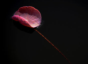 Close-up of jellyfish against black background