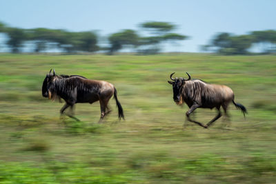 Slow pan of two galloping blue wildebeest