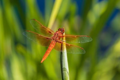 dragonflies and damseflies