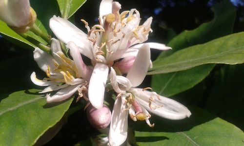 Close-up of white flowering plant