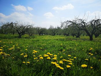 Yellow flowering plants on field against sky