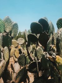 Close-up of prickly pear cactus against clear sky