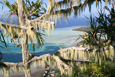 Panoramic view of palm trees by lake against sky