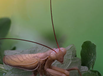 Close-up of lizard on leaves