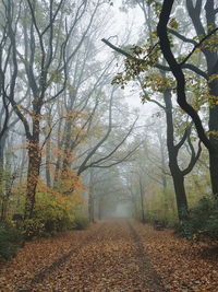 Trees growing in forest during autumn