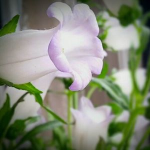 Close-up of flowers