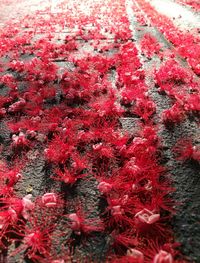 Close-up of red flowering plant