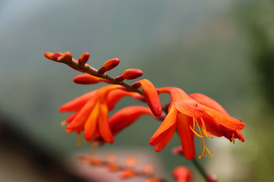 Close-up of red flowering plant