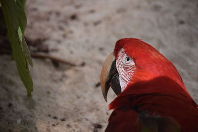 Close-up of bird