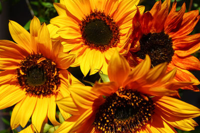 Close-up of sunflower